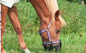 Cover photo for Spring Grazing and Laminitis Risk